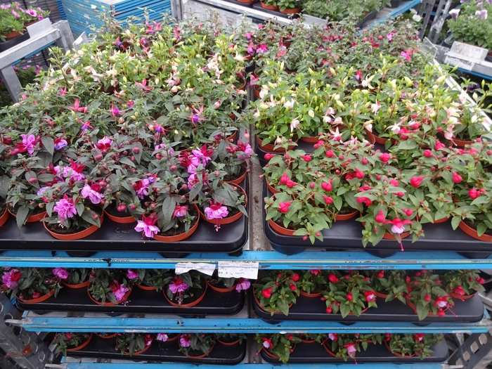 <h4>FUCHSIA MIXK</h4>