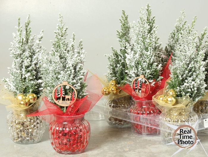 <h4>Cham L Ellwoodii</h4>