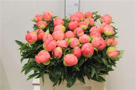 <h4>Paeo L Coral Sunset</h4>