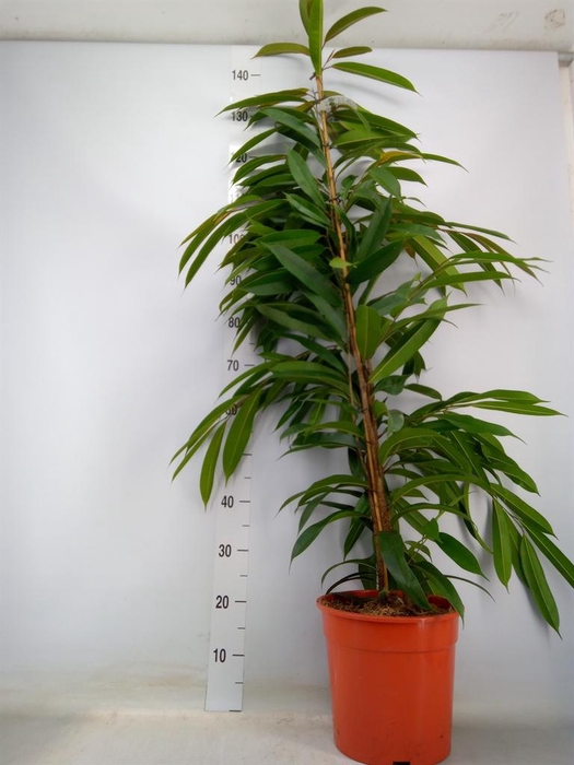 <h4>Ficus binn. 'Amstel King'</h4>