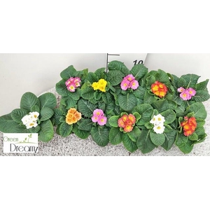 PRIM AC PARADISO GEM