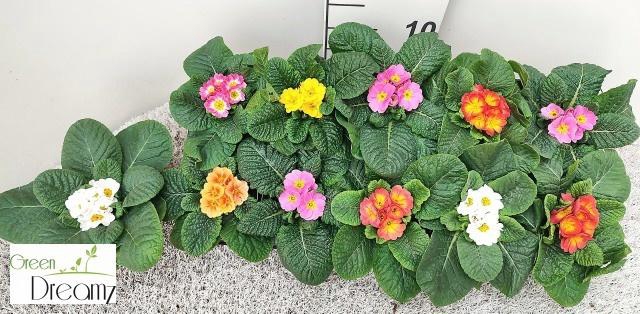 <h4>PRIM AC PARADISO GEM</h4>