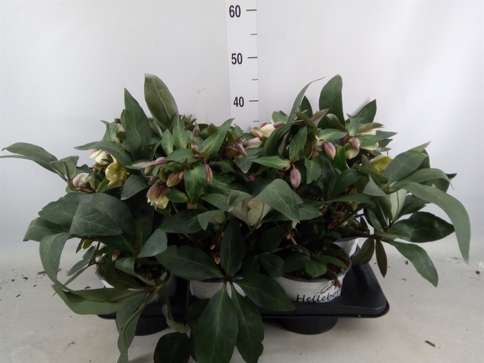 <h4>Helleborus x hybr. 'Viv Valeria'</h4>