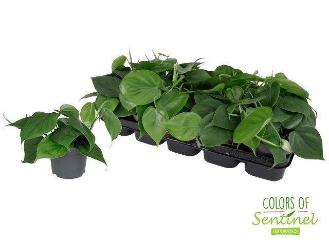 <h4>Philodendron scandens</h4>