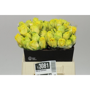 Rosa Gr Sunchaser