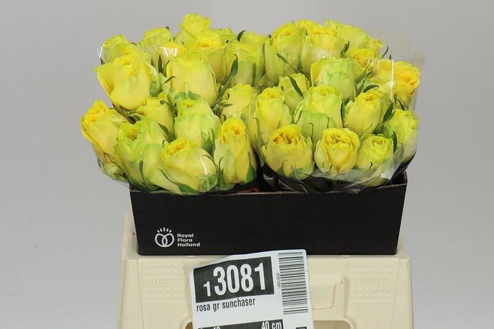 <h4>Rosa Gr Sunchaser</h4>