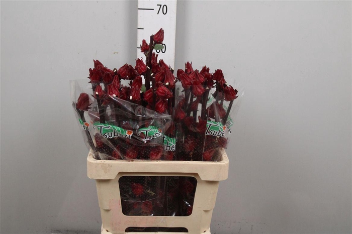 <h4>Hibis Tr Eden Red</h4>