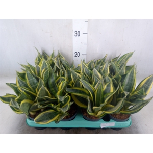 Sansevieria trifa.   ...