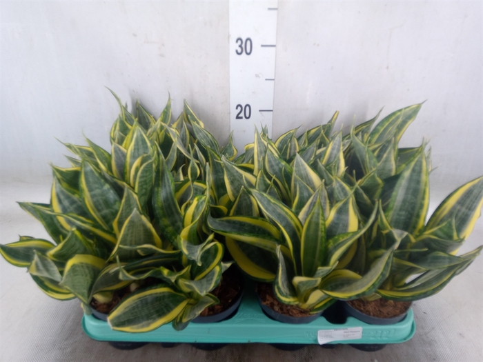 <h4>Sansevieria trifa.   ...</h4>