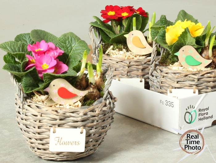 <h4>ARR TUINPLANTEN</h4>