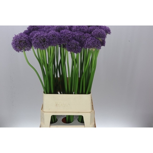 Allium Gladiator Ex
