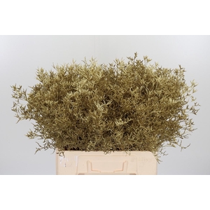 Limonium Kl Bh Goud