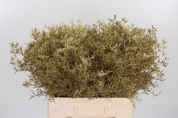 <h4>Limonium Kl Bh Goud</h4>