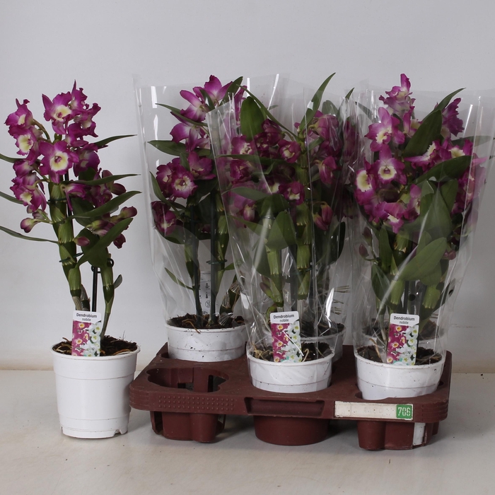 <h4>DEND NOBILE</h4>