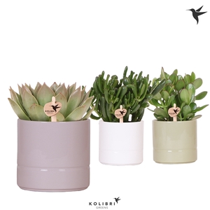 Kolibri Greens Succulenten mix in Pastel pot mix