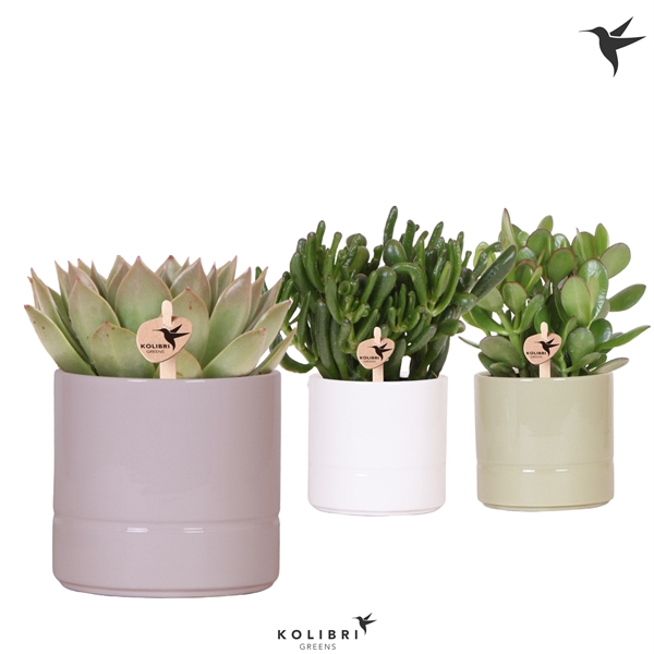 <h4>Kolibri Greens Succulenten mix in Pastel pot mix</h4>