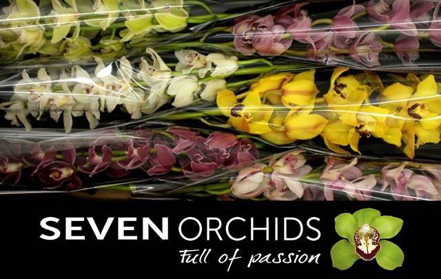 <h4>CYMB T GEM 80 CM</h4>