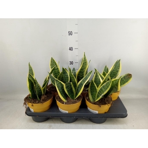 Sansevieria trifa. 'Futura Superba'