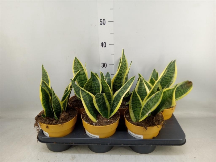 <h4>Sansevieria trifa. 'Futura Superba'</h4>
