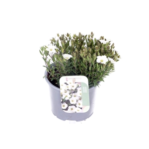 Arenaria montana