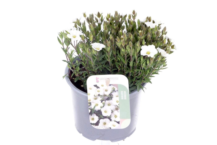 <h4>Arenaria montana</h4>