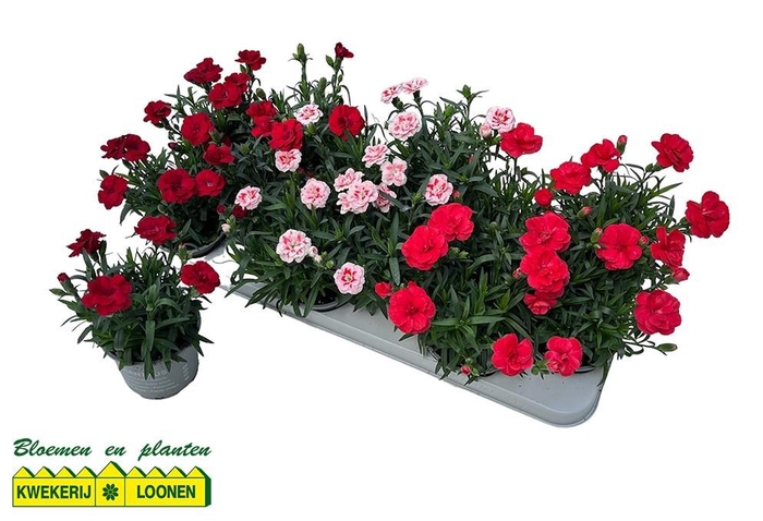 <h4>DIAN OSC GEM</h4>