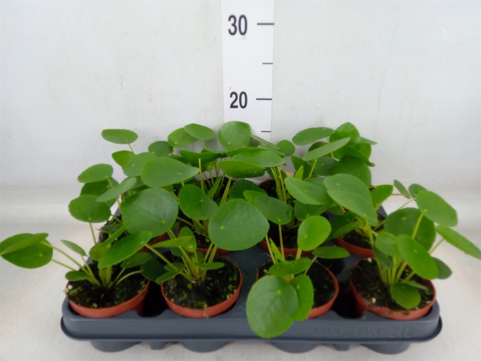 <h4>Pilea peperomoides</h4>