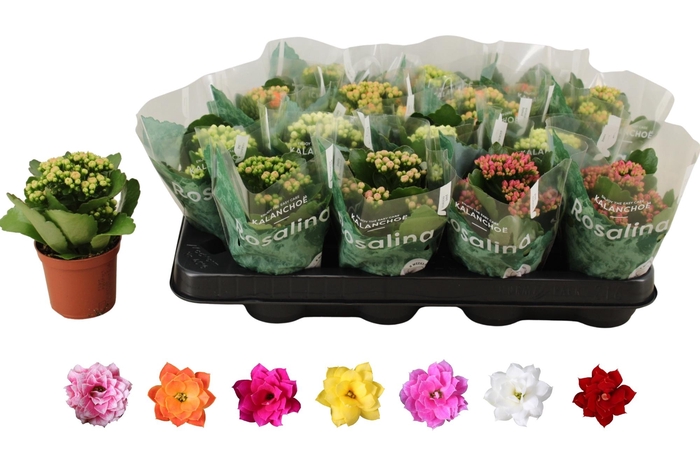 <h4>KAL GE RO GEM 6 KL</h4>