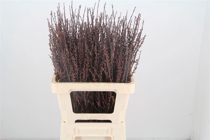 <h4>MYRICA GALE</h4>