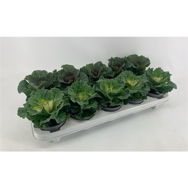 <h4>Brassica glad mix</h4>