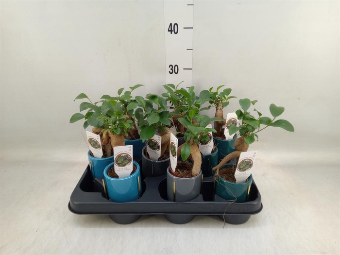 <h4>Ficus microcarpa 'Ginseng'</h4>