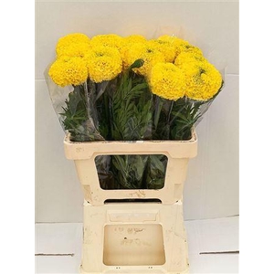 Tagetes Fantastic Geel
