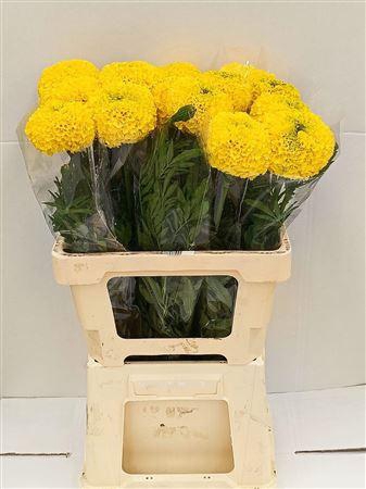 <h4>Tagetes Fantastic Geel</h4>