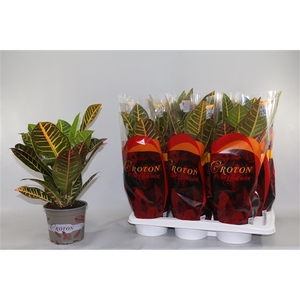 Croton Petra 17cm in Design hoes