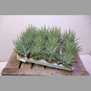 Aloe Humilis