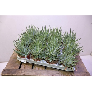 arr8 Aloe Humilis