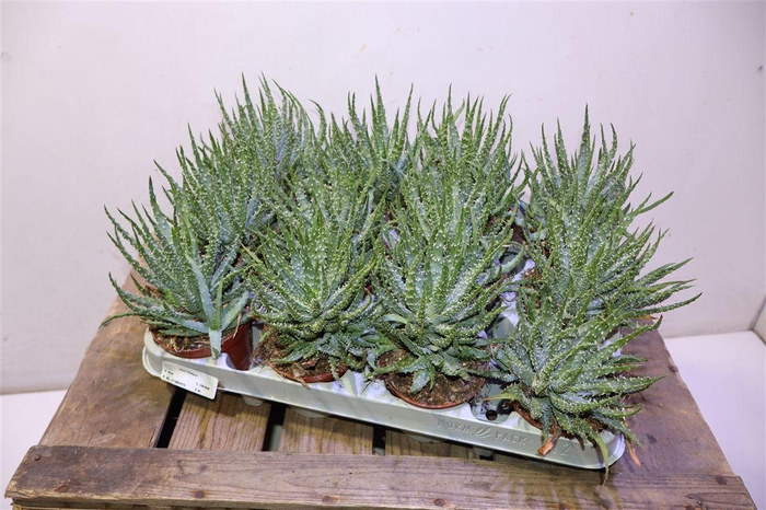 <h4>arr8 Aloe Humilis</h4>