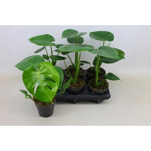 MONSTERA DELICIOSA