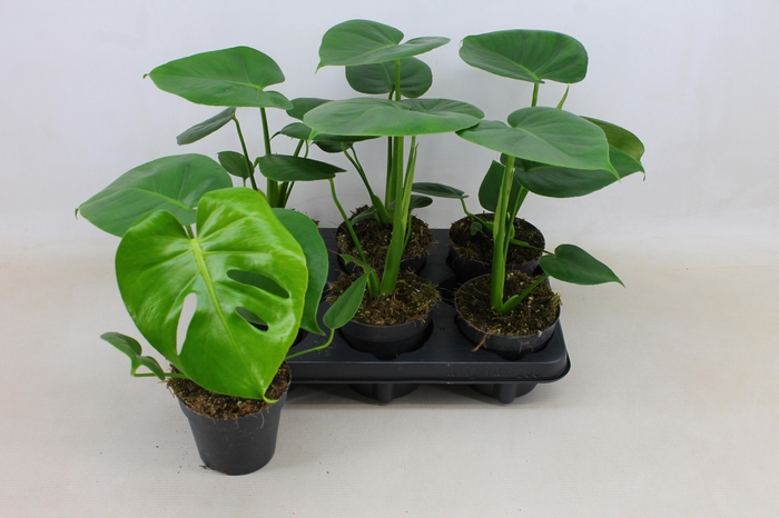<h4>MONSTERA DELICIOSA</h4>