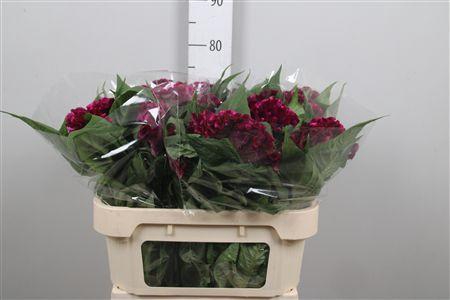 <h4>Cel C Cristi Purple</h4>