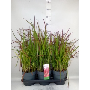 Imperata cylindrica 'Red Baron'