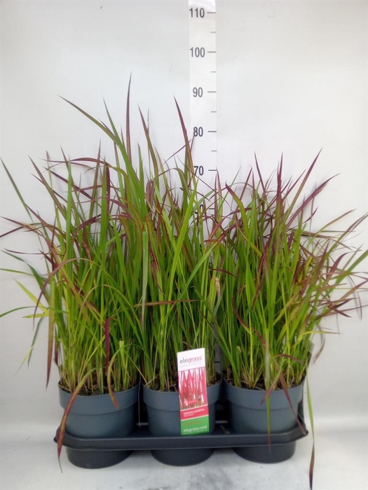 <h4>Imperata cylindrica 'Red Baron'</h4>