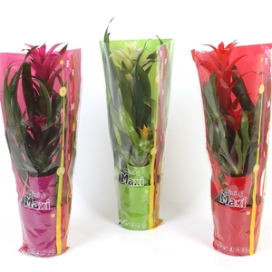 Bromelia Mini Maxi