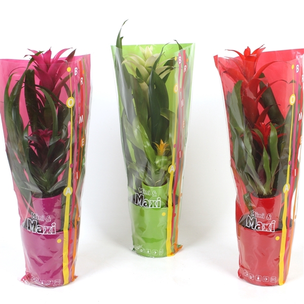 <h4>Bromelia Mini Maxi</h4>