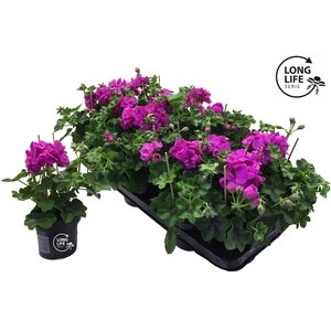 LongLife Peltatum Double Purple