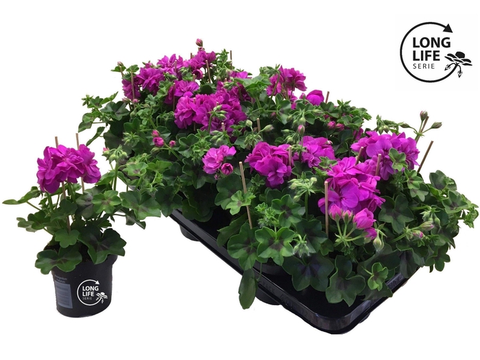 <h4>LongLife Peltatum Double Purple</h4>