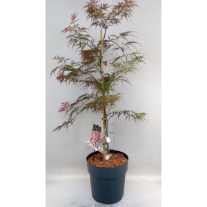 Acer palmatum 'Garnet'