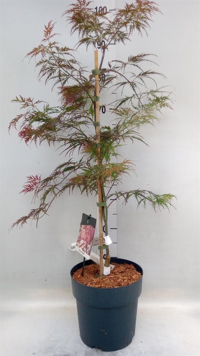 <h4>Acer palmatum 'Garnet'</h4>