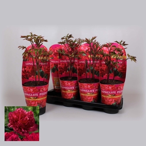 Paeonia 14CM C2 Rood Longlife