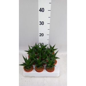 Sansevieria cyl. ...